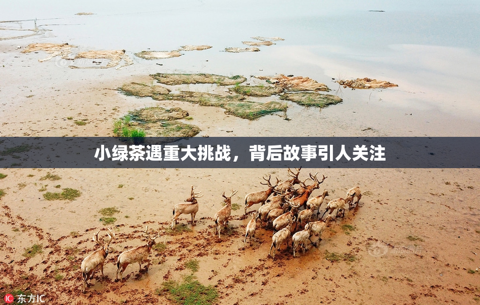 小绿茶遇重大挑战，背后故事引人关注