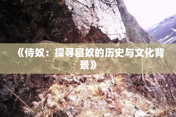 《侍奴：探寻寝奴的历史与文化背景》