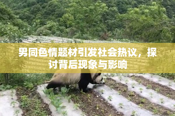 男同色情题材引发社会热议，探讨背后现象与影响