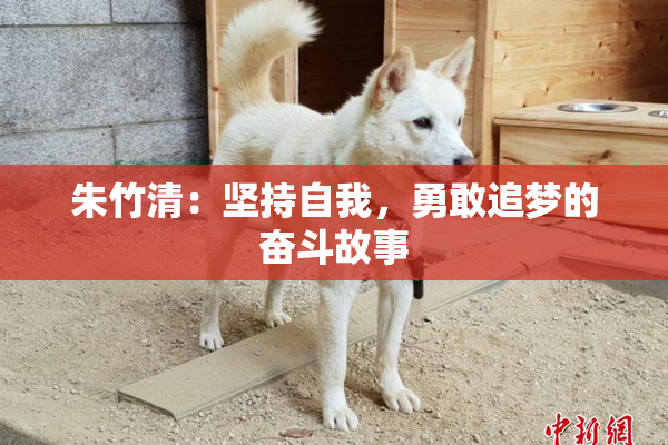 朱竹清：坚持自我，勇敢追梦的奋斗故事