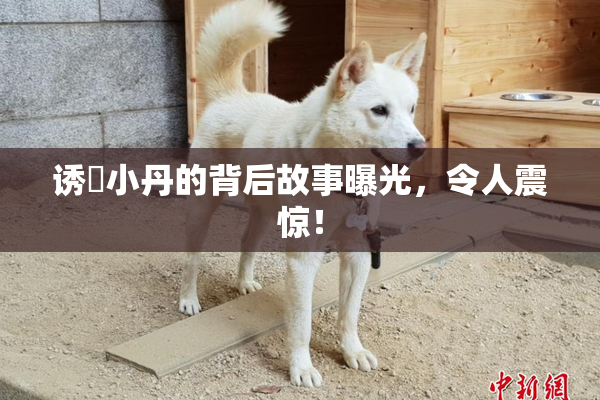 诱奷小丹的背后故事曝光，令人震惊！