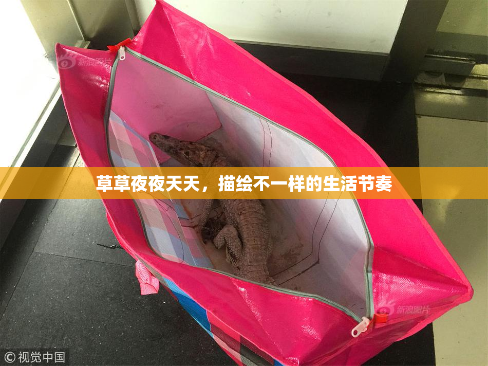 草草夜夜天天，描绘不一样的生活节奏