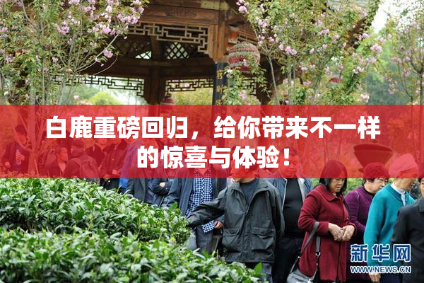 白鹿重磅回归，给你带来不一样的惊喜与体验！