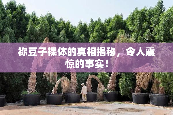 祢豆子裸体的真相揭秘，令人震惊的事实！