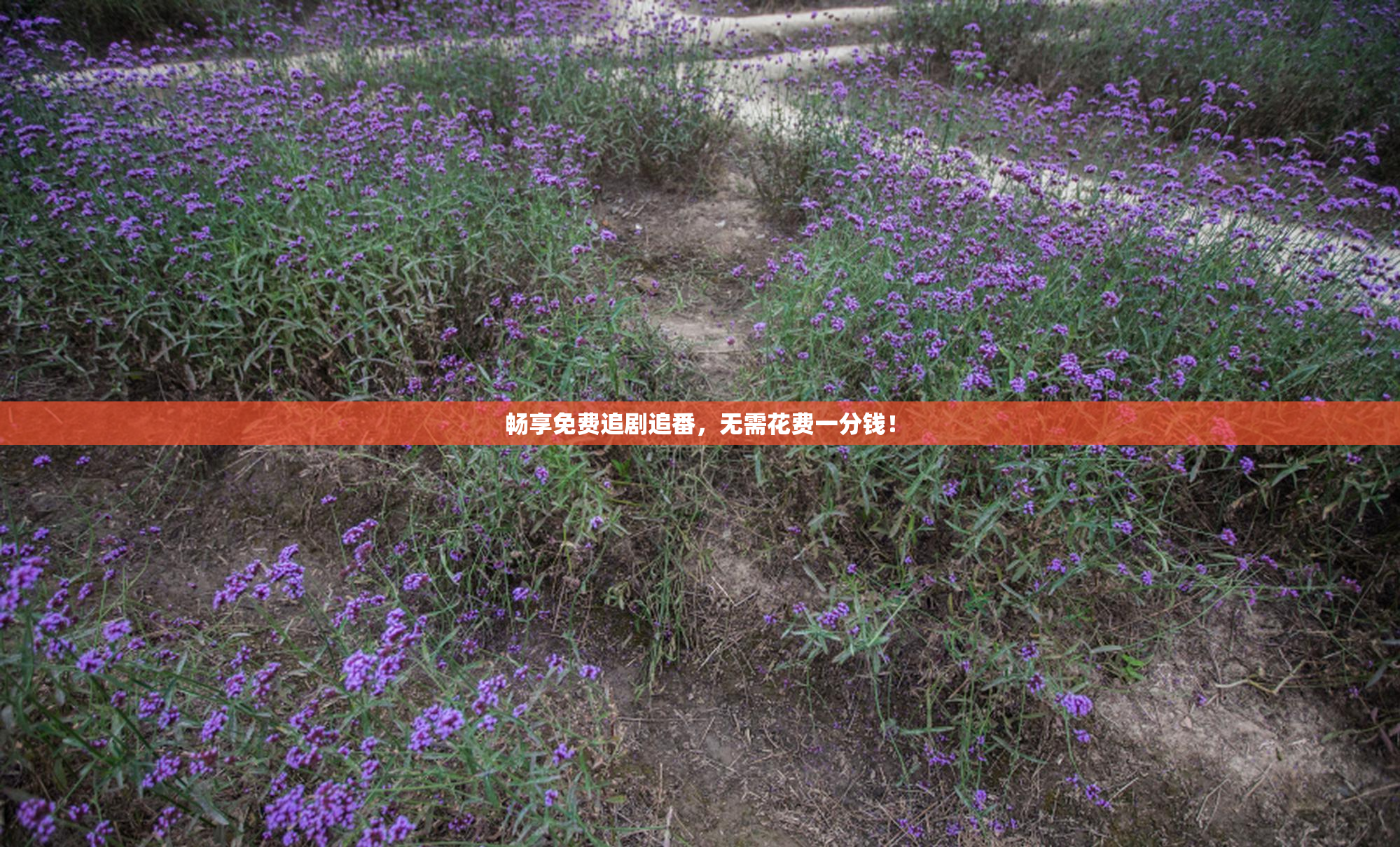畅享免费追剧追番，无需花费一分钱！