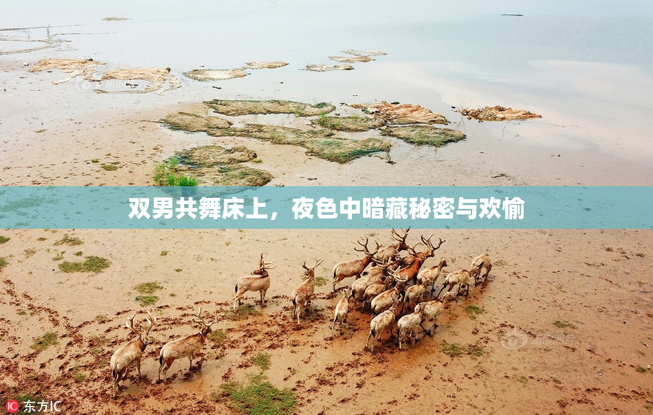 双男共舞床上，夜色中暗藏秘密与欢愉