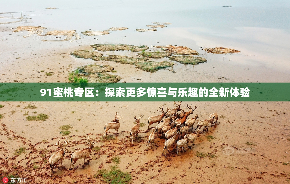 91蜜桃专区：探索更多惊喜与乐趣的全新体验