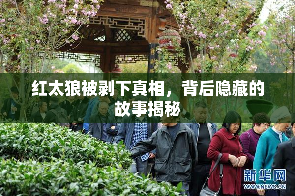 红太狼被剥下真相，背后隐藏的故事揭秘