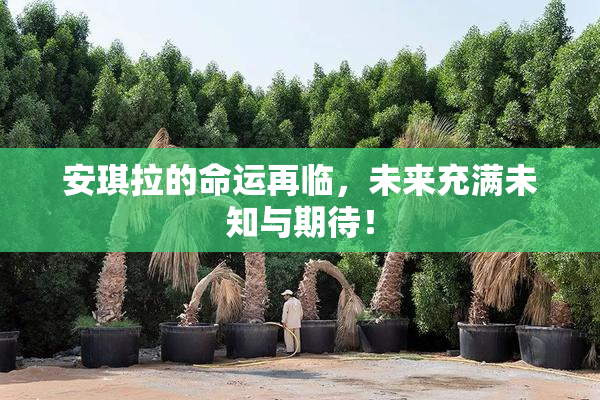 安琪拉的命运再临，未来充满未知与期待！