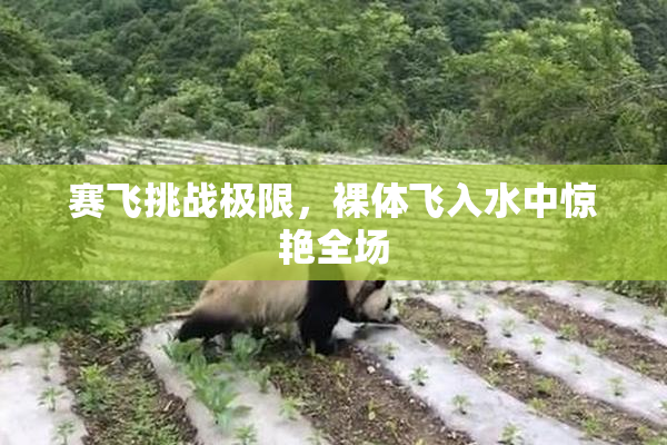 赛飞挑战极限，裸体飞入水中惊艳全场