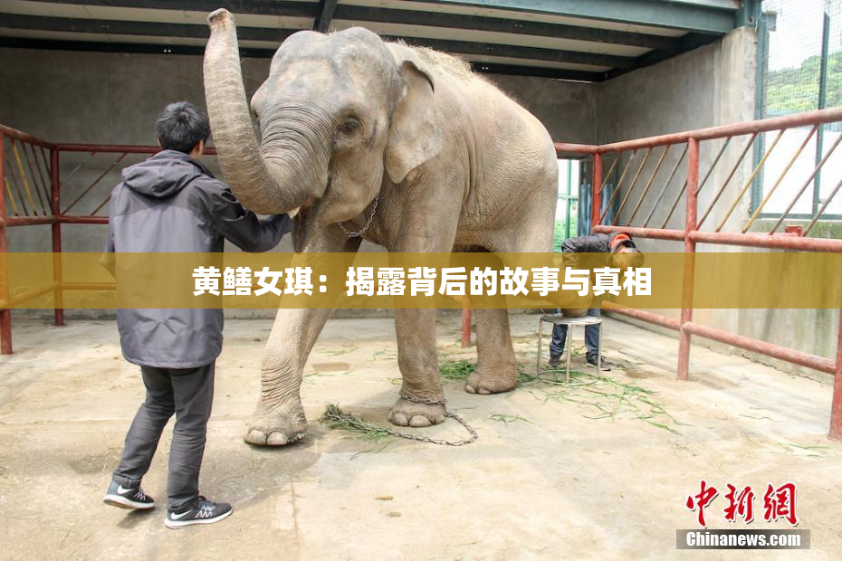 黄鳝女琪：揭露背后的故事与真相