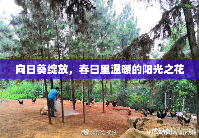 向日葵绽放，春日里温暖的阳光之花