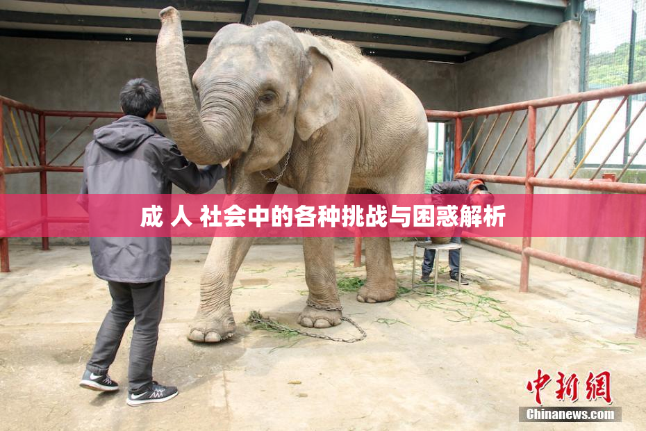 成 人 社会中的各种挑战与困惑解析