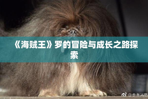 《海贼王》罗的冒险与成长之路探索