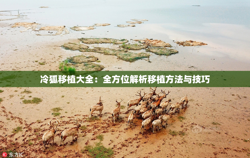 冷狐移植大全：全方位解析移植方法与技巧