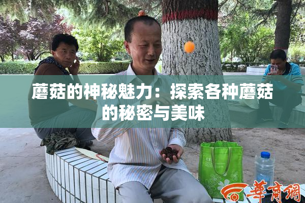 蘑菇的神秘魅力：探索各种蘑菇的秘密与美味