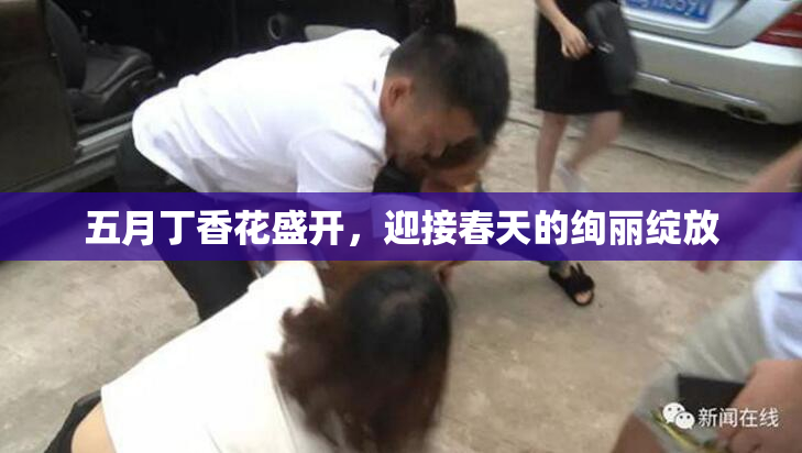 五月丁香花盛开，迎接春天的绚丽绽放
