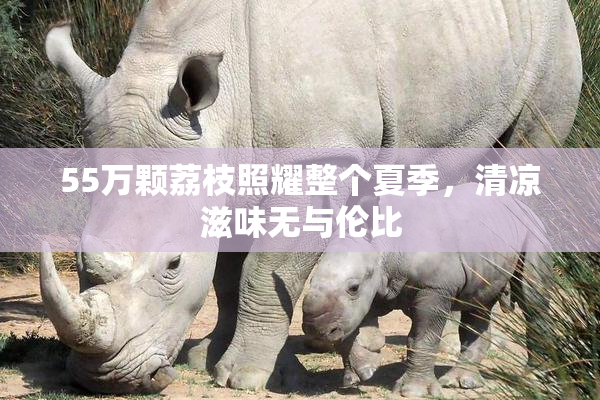 55万颗荔枝照耀整个夏季，清凉滋味无与伦比