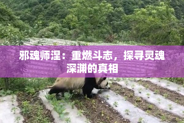 邪魂师涅：重燃斗志，探寻灵魂深渊的真相