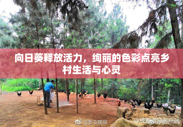 向日葵释放活力，绚丽的色彩点亮乡村生活与心灵