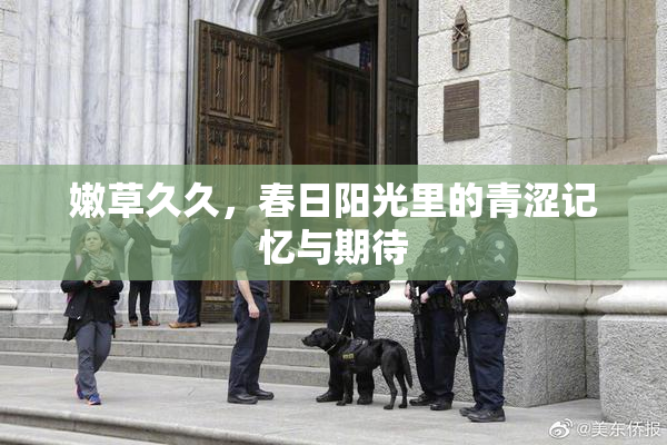嫩草久久，春日阳光里的青涩记忆与期待