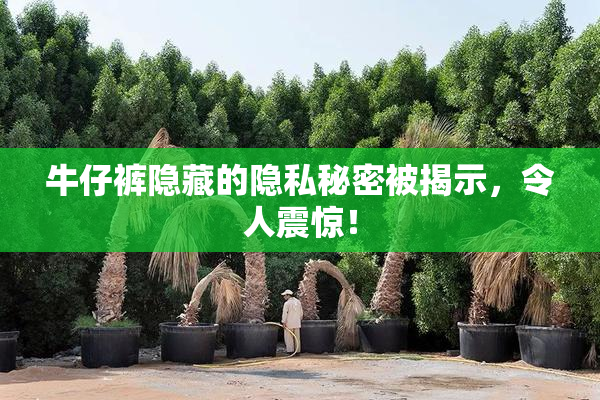 牛仔裤隐藏的隐私秘密被揭示，令人震惊！