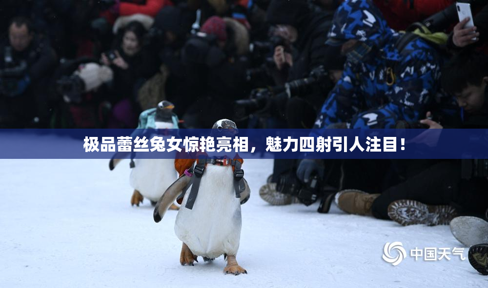 极品蕾丝兔女惊艳亮相，魅力四射引人注目！
