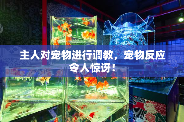 主人对宠物进行调教，宠物反应令人惊讶！