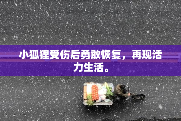 小狐狸受伤后勇敢恢复，再现活力生活。