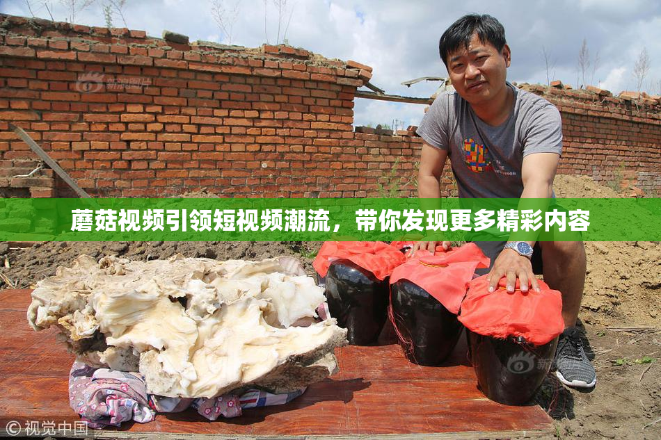 蘑菇视频引领短视频潮流，带你发现更多精彩内容