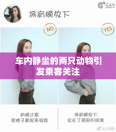 车内静坐的两只动物引发乘客关注