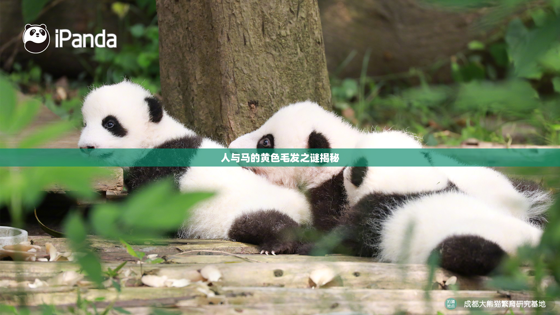 人与马的黄色毛发之谜揭秘