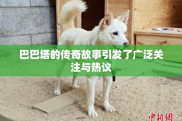 巴巴塔的传奇故事引发了广泛关注与热议