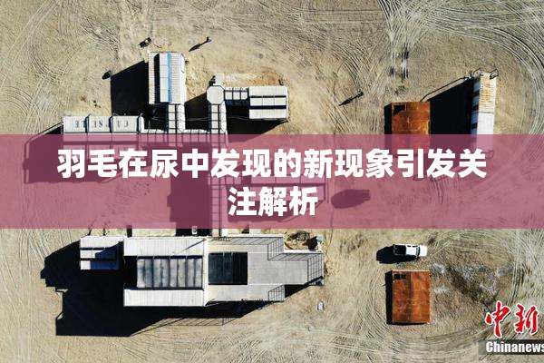 羽毛在尿中发现的新现象引发关注解析