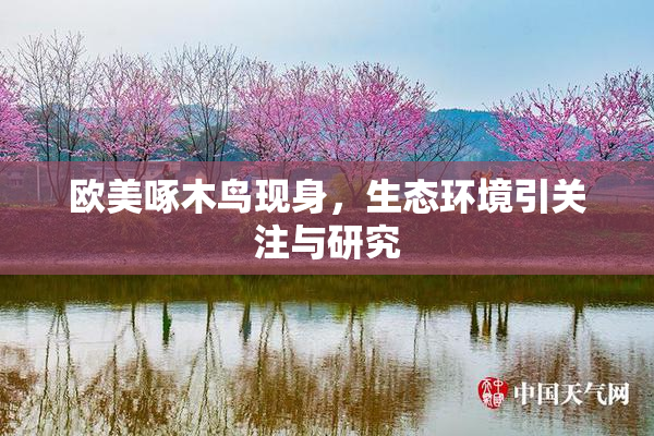 欧美啄木鸟现身，生态环境引关注与研究