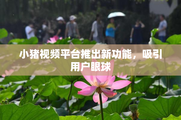 小猪视频平台推出新功能，吸引用户眼球