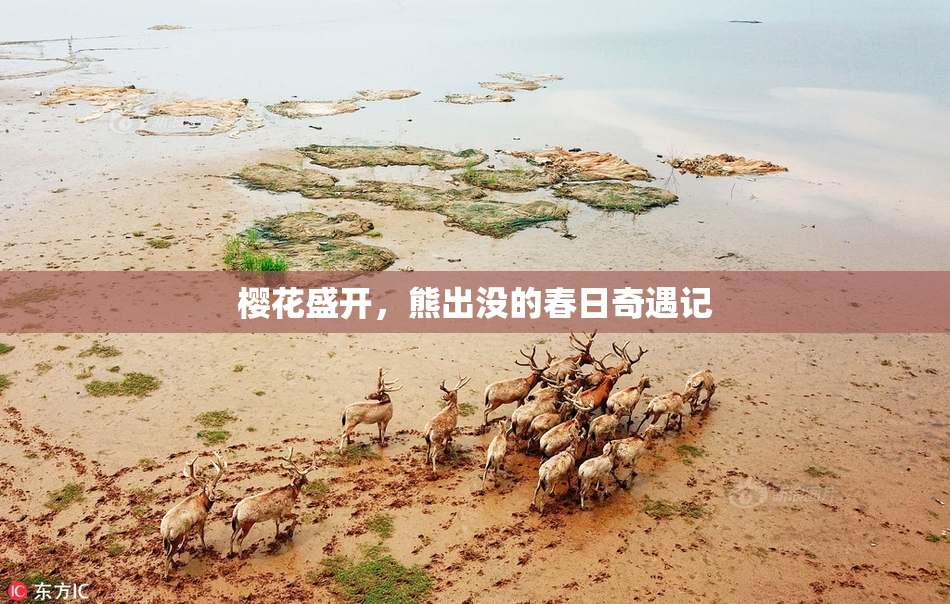樱花盛开，熊出没的春日奇遇记