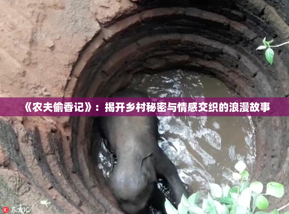 《农夫偷香记》：揭开乡村秘密与情感交织的浪漫故事