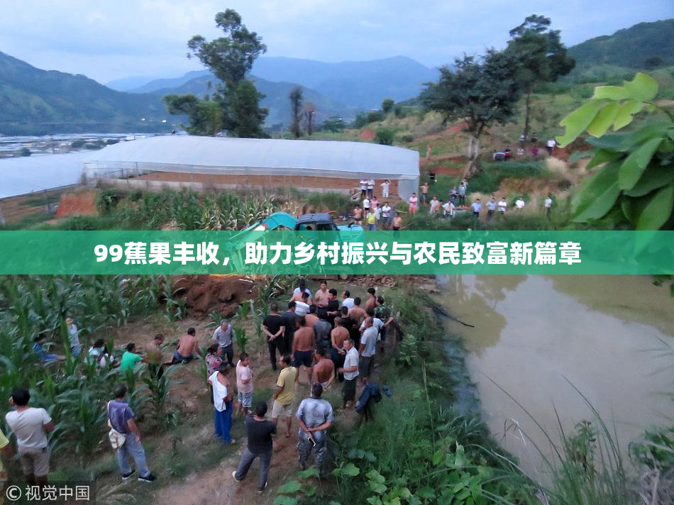99蕉果丰收，助力乡村振兴与农民致富新篇章