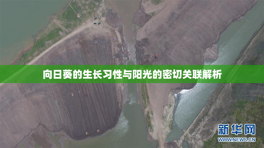 向日葵的生长习性与阳光的密切关联解析