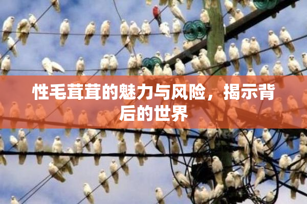 性毛茸茸的魅力与风险，揭示背后的世界