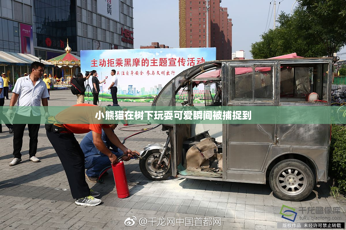 小熊猫在树下玩耍可爱瞬间被捕捉到