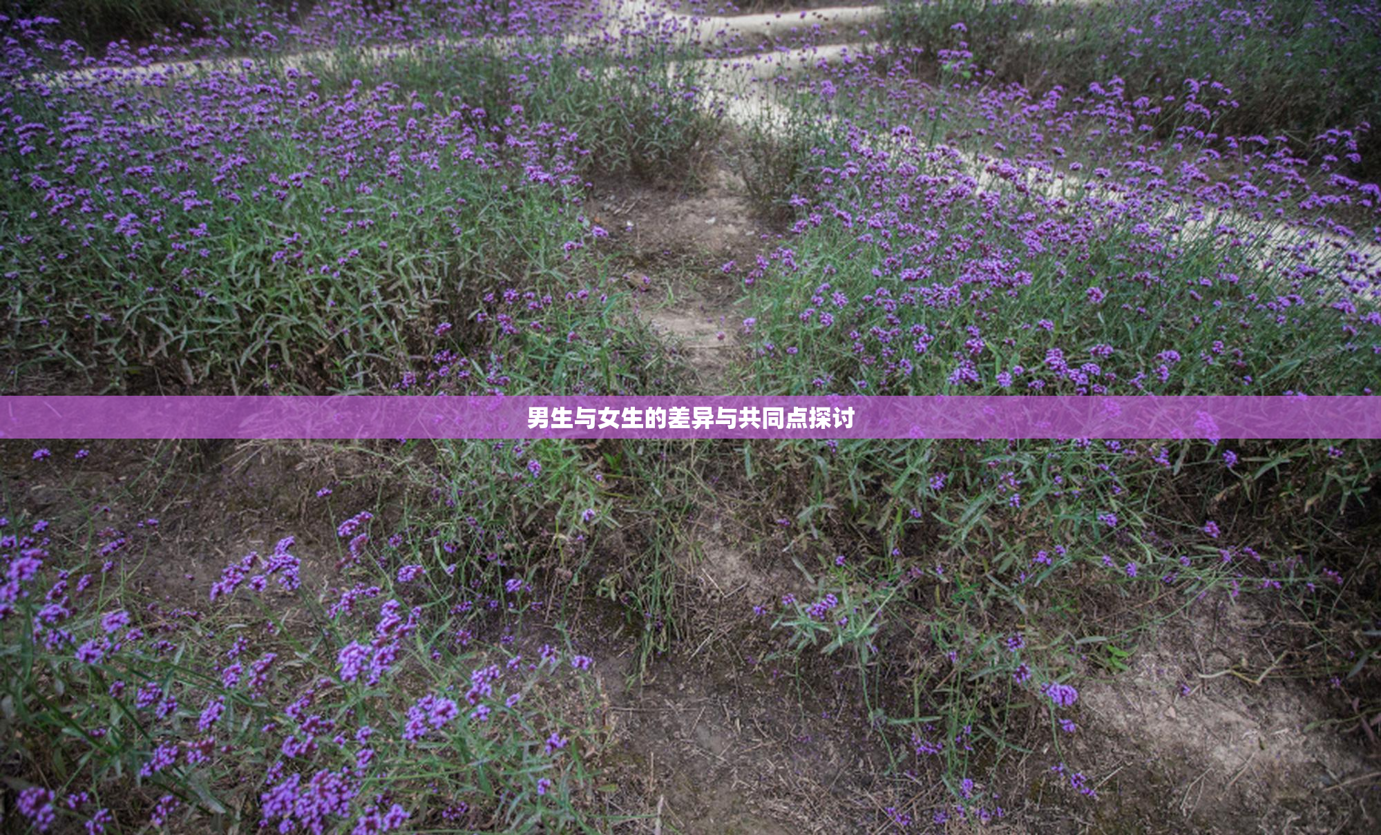 男生与女生的差异与共同点探讨