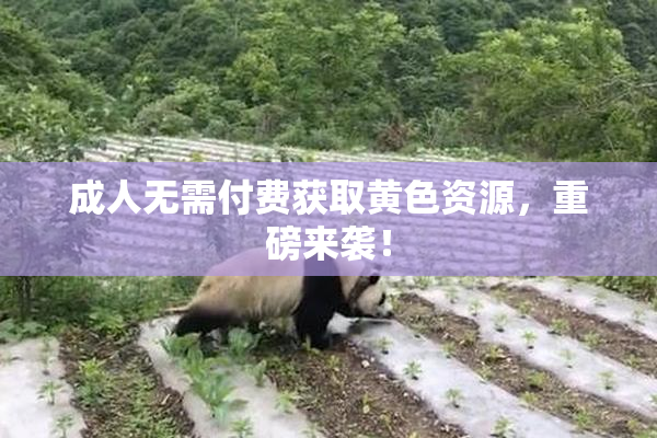 成人无需付费获取黄色资源，重磅来袭！