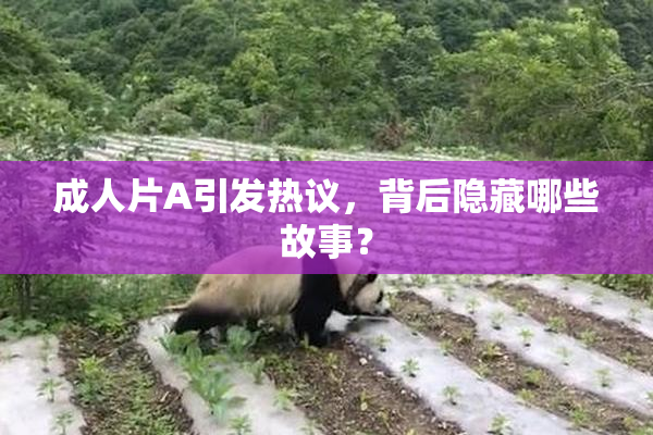 成人片A引发热议，背后隐藏哪些故事？