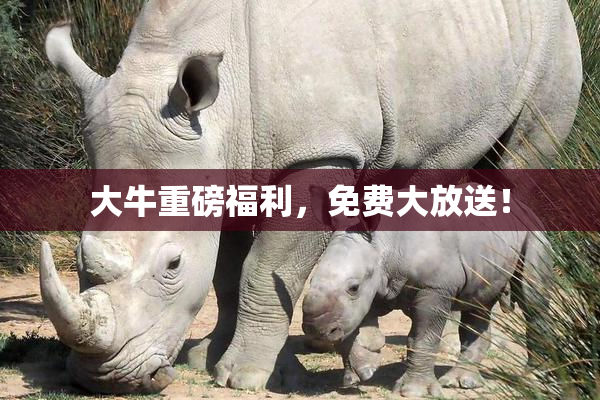 大牛重磅福利，免费大放送！