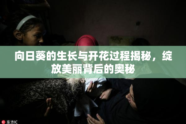 向日葵的生长与开花过程揭秘，绽放美丽背后的奥秘