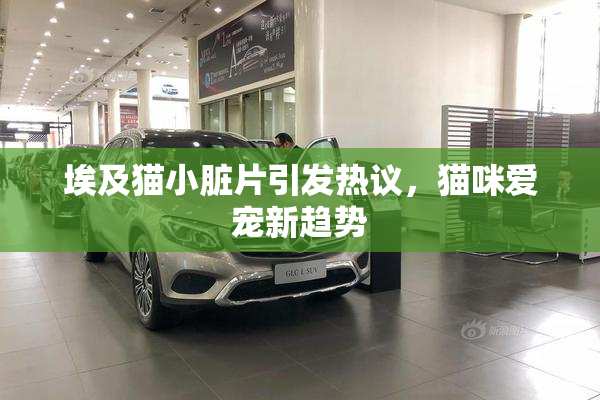 埃及猫小脏片引发热议，猫咪爱宠新趋势