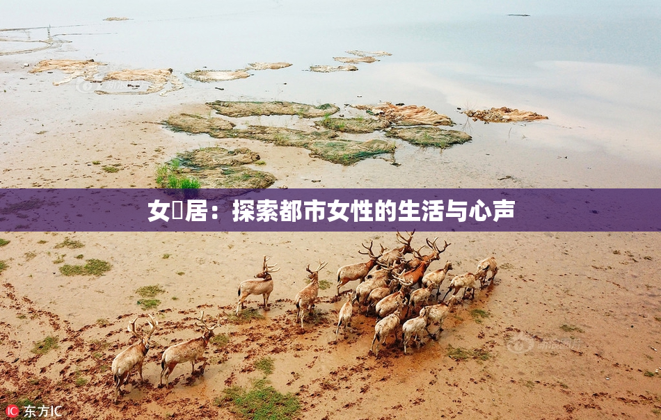 女阾居：探索都市女性的生活与心声
