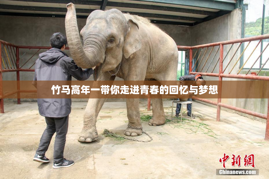 竹马高年一带你走进青春的回忆与梦想